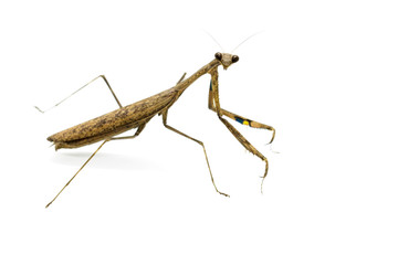 Image of Praying mantis (Stagmomantis carolina) on white background. Insect. Animal