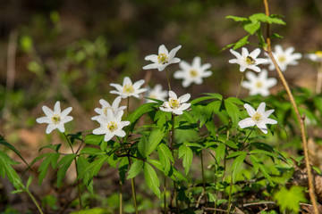 wild random flowers blooming in nature