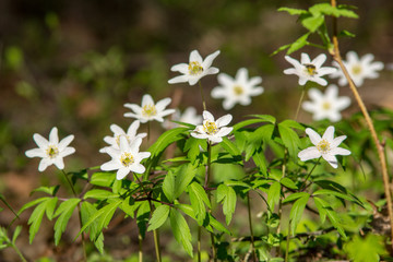 wild random flowers blooming in nature