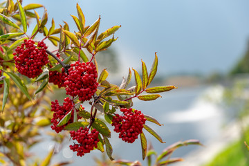 wild random flowers blooming in nature
