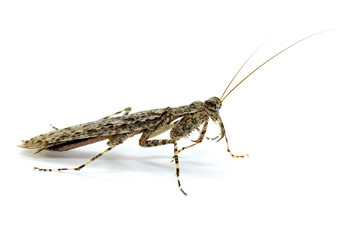 Image of Camouflaged bark mantis (Liturgusa sp.) on white background. Insect. Animal.