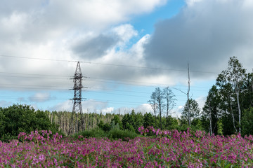 wild random flowers blooming in nature