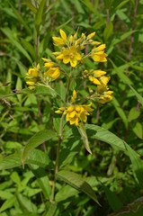 Tojeść pospolita, Lysimachia vulgaris, roślina kwitnąca