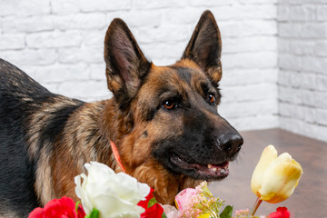 Cheerful perky dog on a brick background. German Shepherd with a bouquet of flowers. Cute little face.  Studio photo session. Languid expectation of the meeting