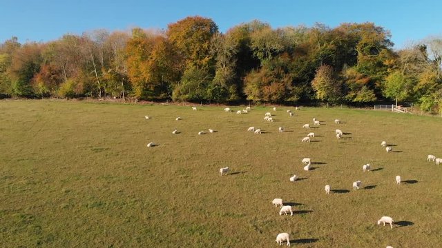 Rising aerial shot of a herd of sheep in a colourful paddock in the Chiltern Hills, United Kingdom.