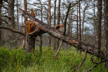 old dry tree trunk stomp texture with bark