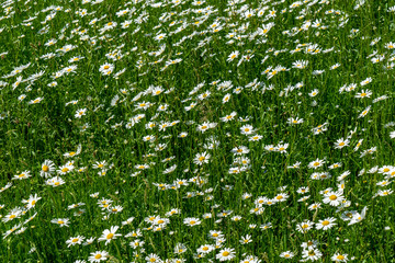 wild random flowers blooming in nature
