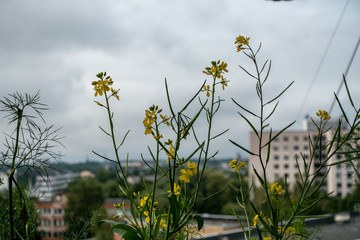 wild random flowers blooming in nature