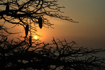 kontury konarów i owoców baobabu na tle zachodzącego słońca w afryce
