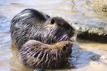 Nutria