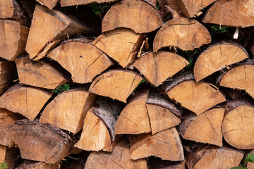 Fototapeta premium old dry tree trunk stomp texture with bark