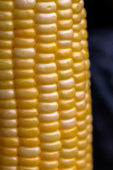 The close up or macro of fresh yellow corn in the natural light. 
