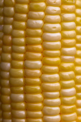 The close up or macro of fresh yellow corn in the natural light. 