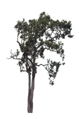 Isolated tree and white background.