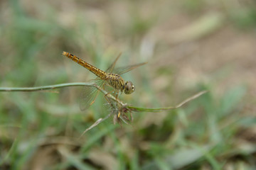 Closeup Dragonfly rest on the grass branch in the Nature