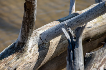 old dry tree trunk stomp texture with bark