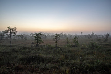 Fototapeta na wymiar sunrise with mist in swamp bog area