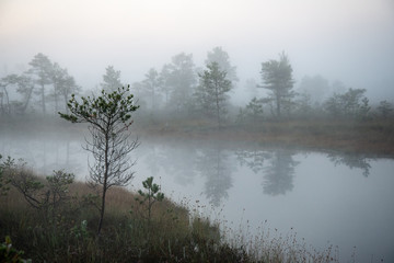 sunrise with mist in swamp bog area