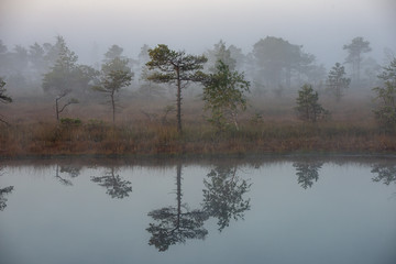 Fototapeta premium sunrise with mist in swamp bog area