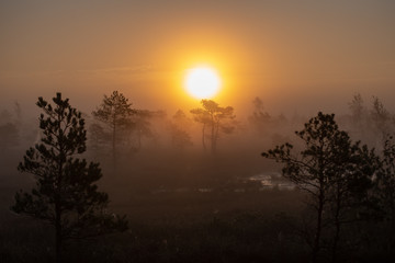 Fototapeta premium sunrise with mist in swamp bog area