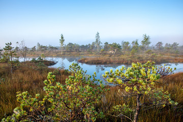 sunrise with mist in swamp bog area