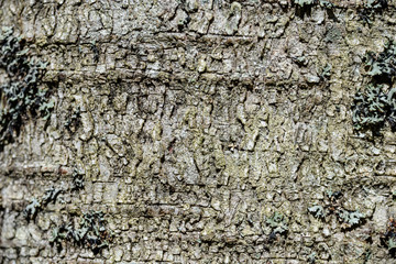 old dry tree trunk stomp texture with bark