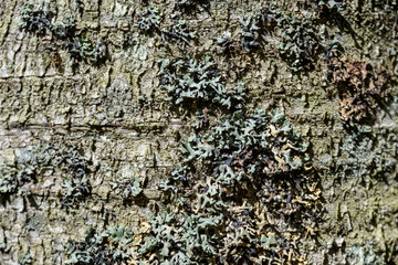 old dry tree trunk stomp texture with bark