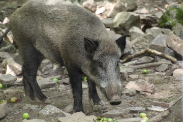 Wildschwein beim fressen