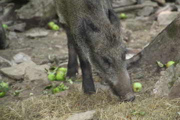 Wildschwein beim fressen