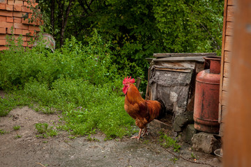 Beautiful color cock near the dog house. Village concept
