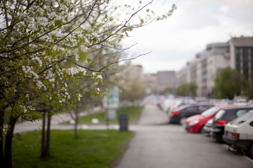 Walkway in the park with petals of an apple tree. Spring in the city park. Blooming trees.