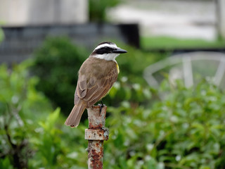 jardim