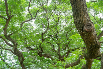 Fototapeta premium The giant Jamjuree tree with many branches for backgrounds texture