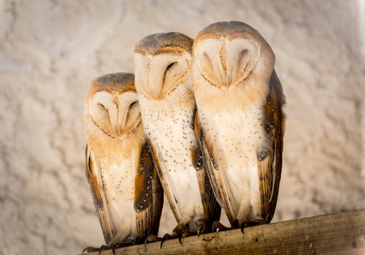Gallos b&uacute;ho lechuza &aacute;guilas gallinas aves volar rapaz granja bonito capaz  Rioja natura