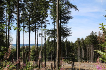 Fototapeta premium Wildenburger Wald Rheinland-Pfalz