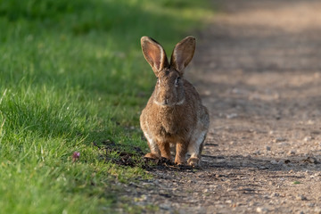 lapin