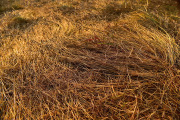 Yellow grasses field texture selective focus, nature concept and earth day idea