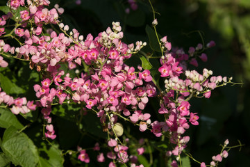 Mexican creeper flower, Small Pink mix white flower