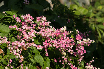 Mexican creeper flower, Small Pink mix white flower