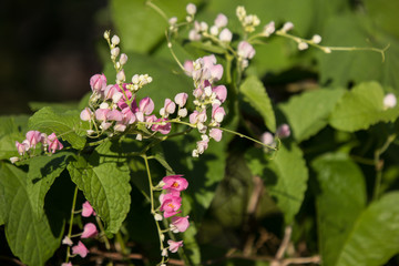 Mexican creeper flower, Small Pink mix white flower