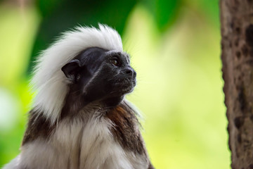 Close up shot of a cotton top tamarin while looking and observing