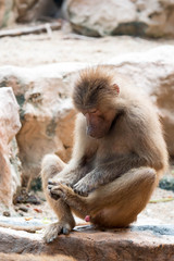 Hamadryas baboon sitting looking at its foot