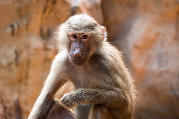Hamadryas baboon sitting and observing