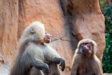 Hamadryas baboon sitting and observing