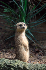 Fototapeta premium A meerkat while standing and being watchful of the environment