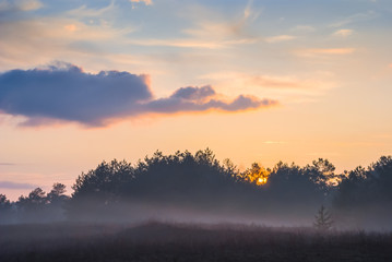 forest silhouette in a mist at the dawn