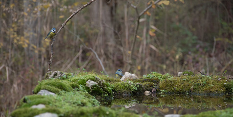 Couple of eurasian blue tit (Cyanistes caeruleus) standing on a branch above an artificial pond made for feeding. 