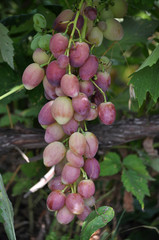 Cluster grapes with berries