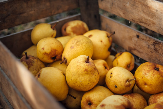 Organic yellow pears in a wooden crate