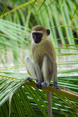 Vervet monkey sitting on a palm branch